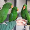 3 Eclectus Girls