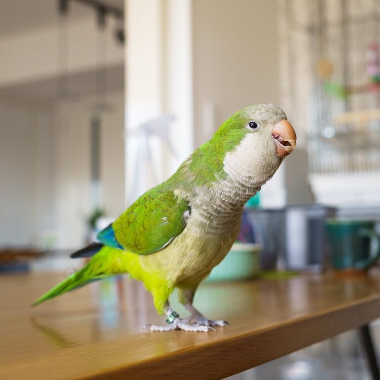 nono_world_net_266672298_124206273396684_2565192208936384131_n-768x768 nono world net 266672298 124206273396684 2565192208936384131 n 768x768 1 Terry Parrots Center™