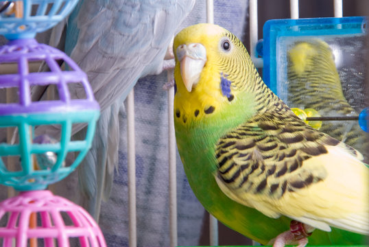 360_F_20360855_xvZZx5VmEMtN6Er24n4yFYGAIEPmg4rT Terry Parrots Center™