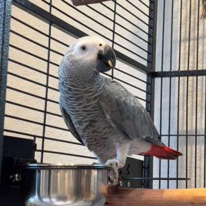 Male Congo African grey Parrot