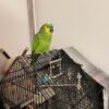 Lexi - Female Amazon Parrot