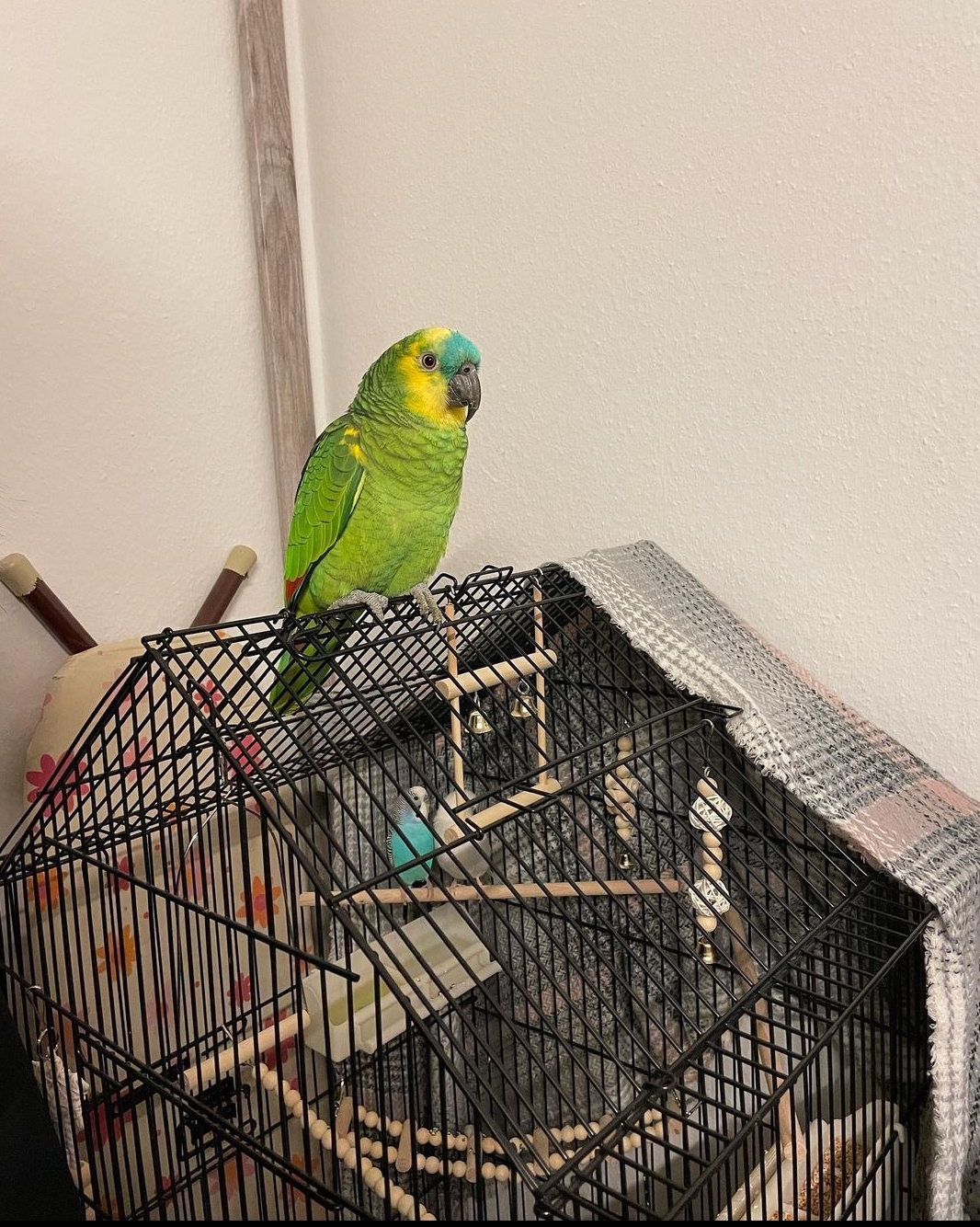 SmartSelect_20220627-154011_Instagram SmartSelect 20220627 154011 Instagram Terry Parrots Center™