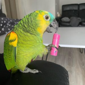 Lexi - Female Amazon Parrot 3 SmartSelect 20220627 180554 Instagram 768x864 1 Terry Parrots Center™