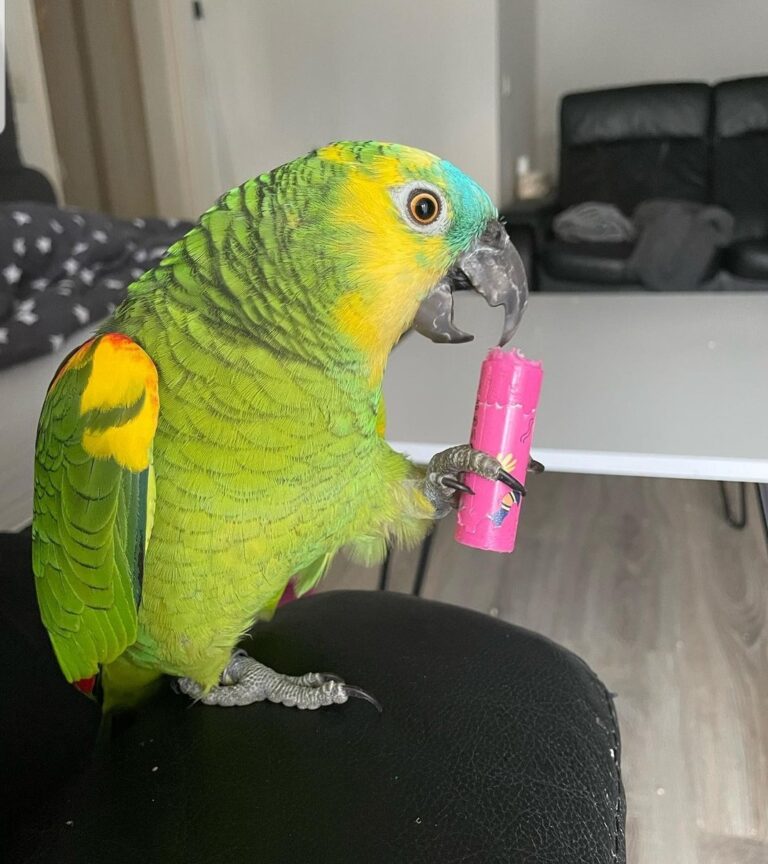 SmartSelect_20220627-180554_Instagram-768x864 SmartSelect 20220627 180554 Instagram 768x864 1 Terry Parrots Center™