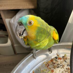 Lexi - Female Amazon Parrot 2 SmartSelect 20220627 180627 Instagram 768x981 1 Terry Parrots Center™