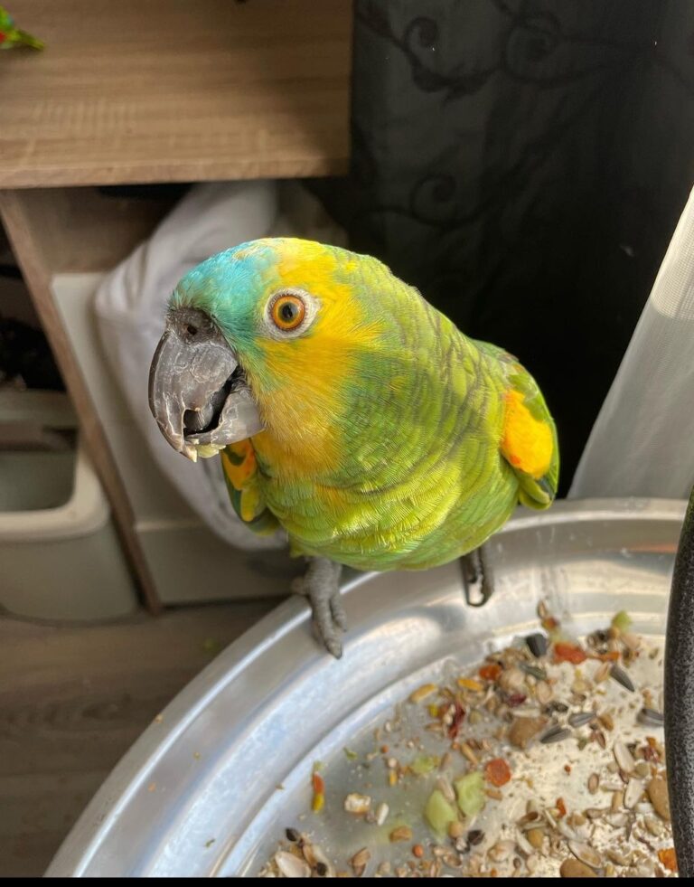 SmartSelect_20220627-180627_Instagram-768x981 SmartSelect 20220627 180627 Instagram 768x981 1 Terry Parrots Center™