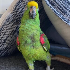 SmartSelect 20220630 002704 Instagram 768x948 1 Terry Parrots Center™