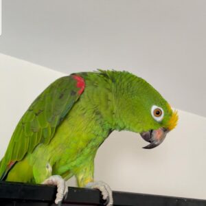 SmartSelect 20220630 002845 Instagram Terry Parrots Center™