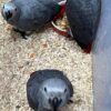 Male and Female Babies African Grey Parrots