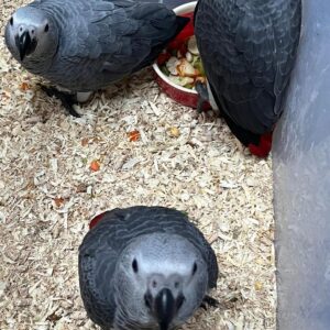 Male and Female Babies African Grey Parrots