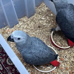 charlie boy grey 3151685195130949327 60420106081 2 600x750 1 Terry Parrots Center™