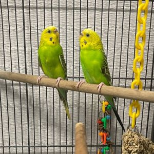 download download Terry Parrots Center™