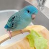 Thor - Quarker Parakeet