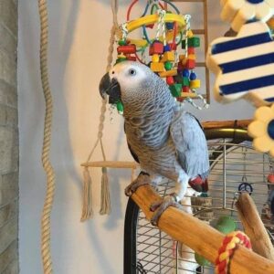 Male Congo African Grey