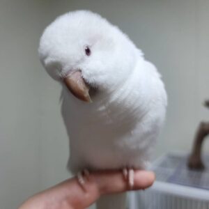 mings p 246428267 257157773006120 1764593475379232636 n 768x768 1 Terry Parrots Center™