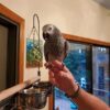 Dna Tested Female African Grey Parro