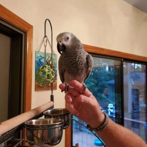 Dna Tested Female African Grey Parro