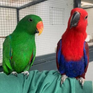 Alexa and Alex 2 SmartSelect 20221123 002347 Instagram 768x769 1 Terry Parrots Center™