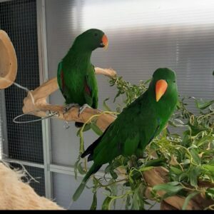 SmartSelect 20221123 003204 Instagram Terry Parrots Center™