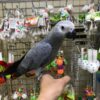 Tame, Young African Grey Parrot