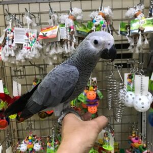 Tame, Young African Grey Parrot