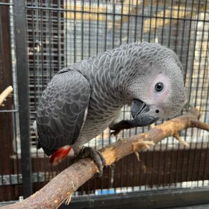 Friendly little Girl African Grey Parrots