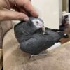 Beautiful female Timneh African Grey Parrot
