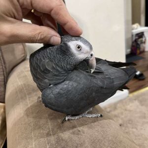 Beautiful female Timneh African Grey Parrot