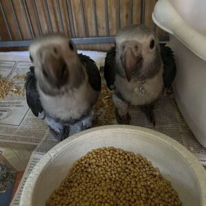 Babies Timneh African Grey Parrot
