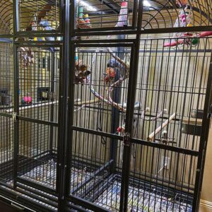 baby African Grey Parrots2 Terry Parrots Center™