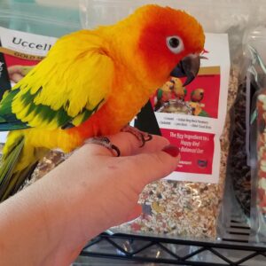 Sun Conures for Sale