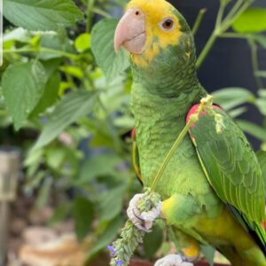 Adele - Amazon Parrot 3 20220924 094926 768x962 1 Terry Parrots Center™