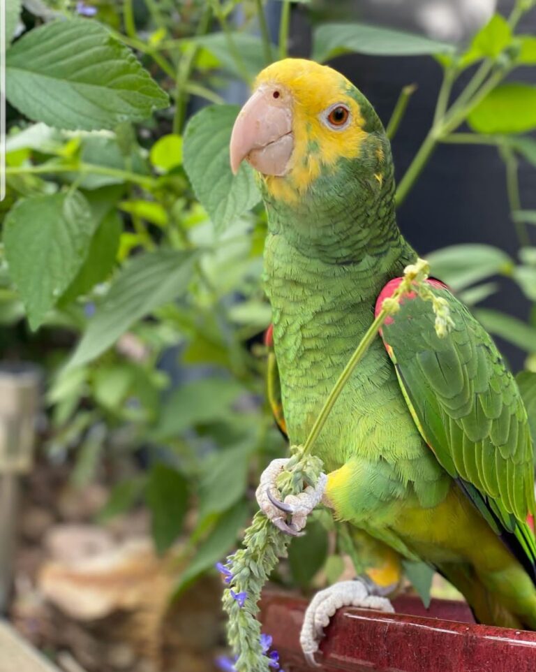 20220924_094926-768x962 20220924 094926 768x962 1 Terry Parrots Center™