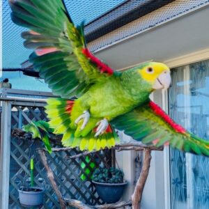 Adele - Amazon Parrot 2 20220924 095014 768x780 1 Terry Parrots Center™