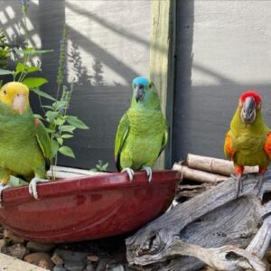 3A List Amazon Parrots