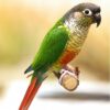 Green Cheeked Conure Parrots (4 in total)