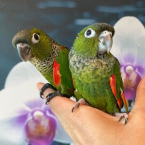 Black Cap Conures for Sale