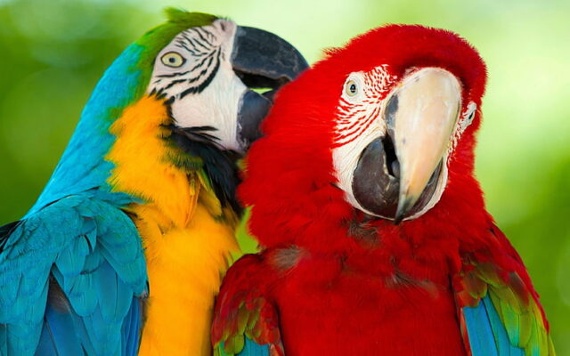 5bd39c8fb0d7b wallpaper preview Terry Parrots Center™