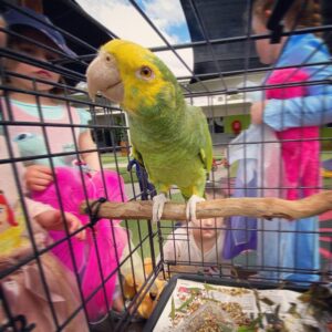 Adele - Amazon Parrot