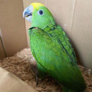 Baby Panama for sale Terry Parrots Center™