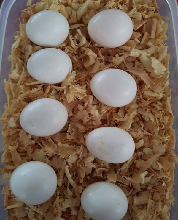 Buy-Parote-Eggs-3-600x739-1 Buy Parote Eggs 3 600x739 1 Terry Parrots Center™