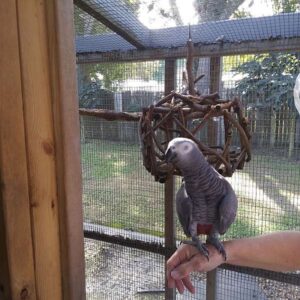 (Congo) African Grey Females