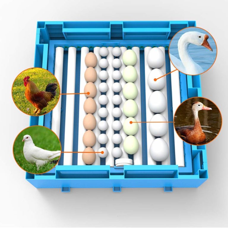 Eggs-Transparent-Hatching-Machine......-768x768 Eggs Transparent Hatching Machine. 768x768 2 Terry Parrots Center™