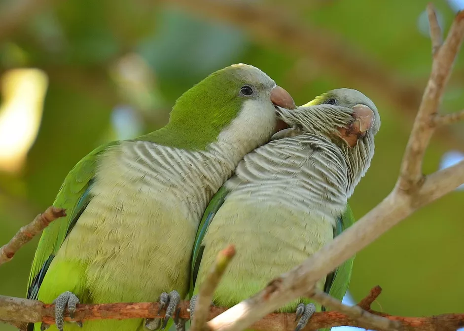 Quaker Parakeet For Sale 13 GettyImages 136658283 58a6e91f5f9b58a3c918f385 Terry Parrots Center™