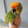 Gold Capped Conures for Sale