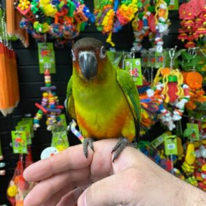Nanday Conures for Sale 2 JPGM11 Terry Parrots Center™