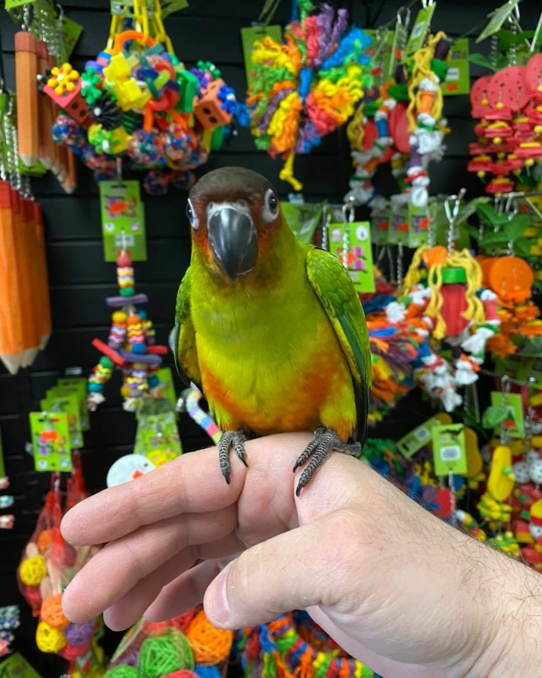 JPGM11 JPGM11 Terry Parrots Center™