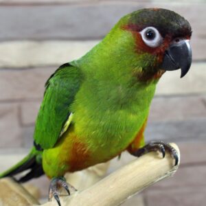 JPGM12 1335x1536 1 Terry Parrots Center™