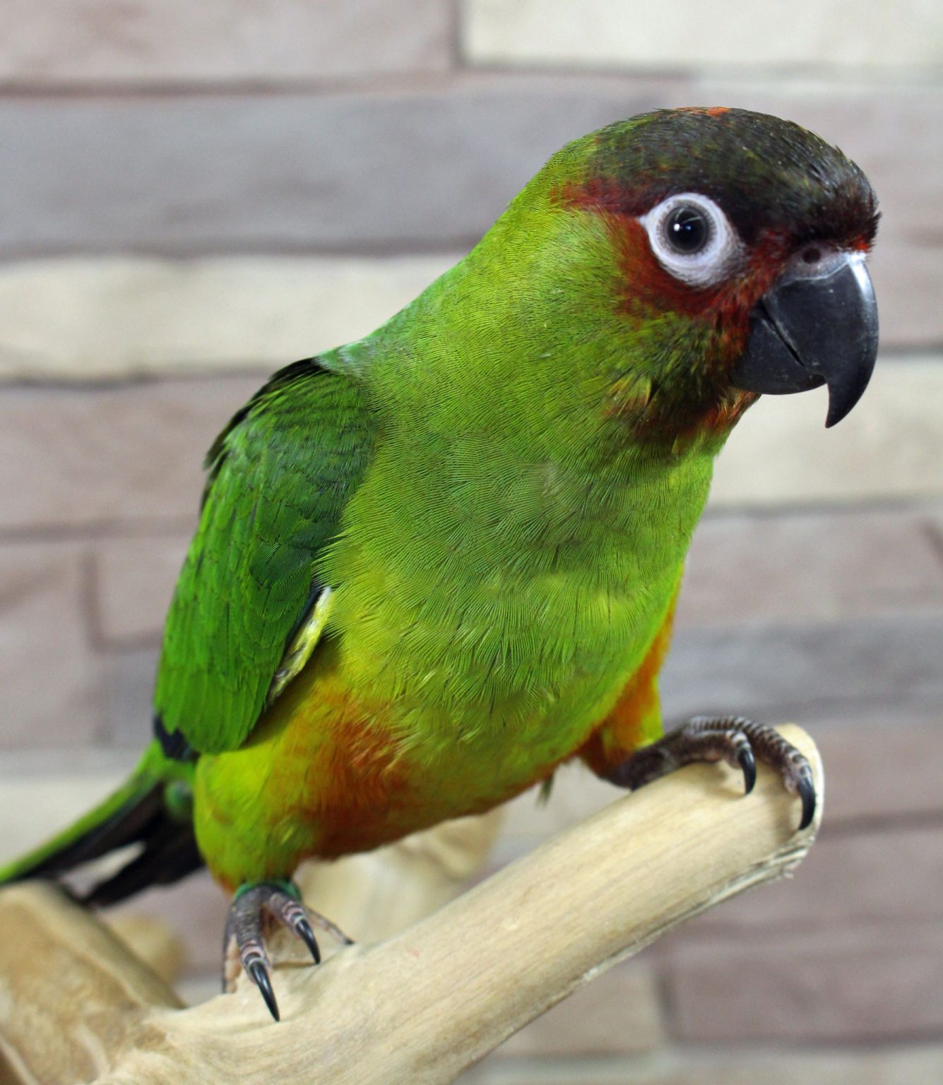 JPGM12-1335x1536 JPGM12 1335x1536 1 Terry Parrots Center™