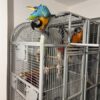 Male and Female Blue & Gold Macaws